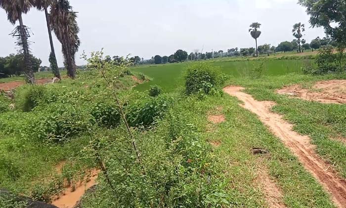  Farmers Affected By Former Mptc Who Violated The Ssrsp Canal , Ssrsp Canal , Mp-TeluguStop.com