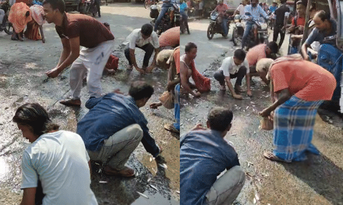  Fish Truck Overturns In Bihar Katihar Locals Loot Them Video Viral Details, Truc-TeluguStop.com