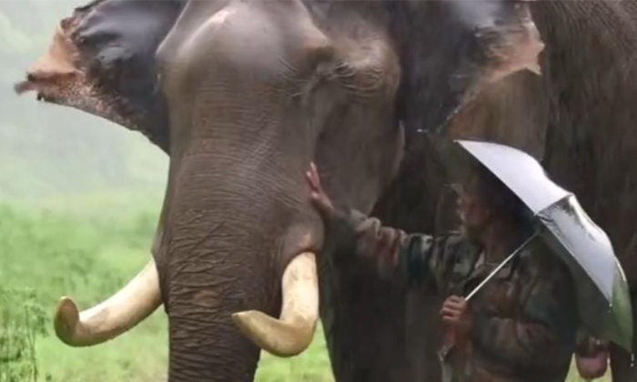  Heartwarming Monsoon Video Of Elephant And Mahout Friendship Video Viral Details-TeluguStop.com
