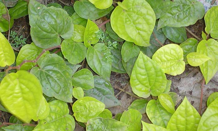  How To Use Betel Leaves For Thick Hair Thick Hair, Betel Leaves, Hair Care, Hair-TeluguStop.com