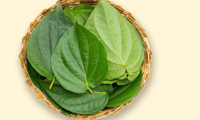 Telugu Betel, Betel Benefits, Care, Care Tips, Remedy, Oil, Healthy-Telugu Healt