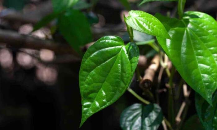 Telugu Betel, Betel Benefits, Care, Care Tips, Remedy, Oil, Healthy-Telugu Healt