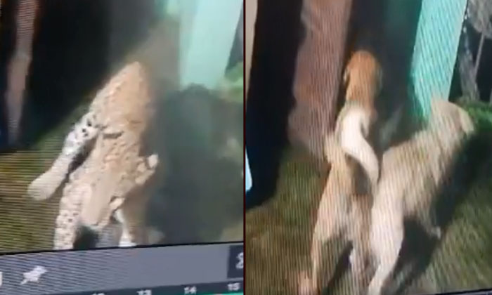  The Dogs Chased Away The Cheetah The Video Is Viralleopard, Nainital, Uttarakhan-TeluguStop.com