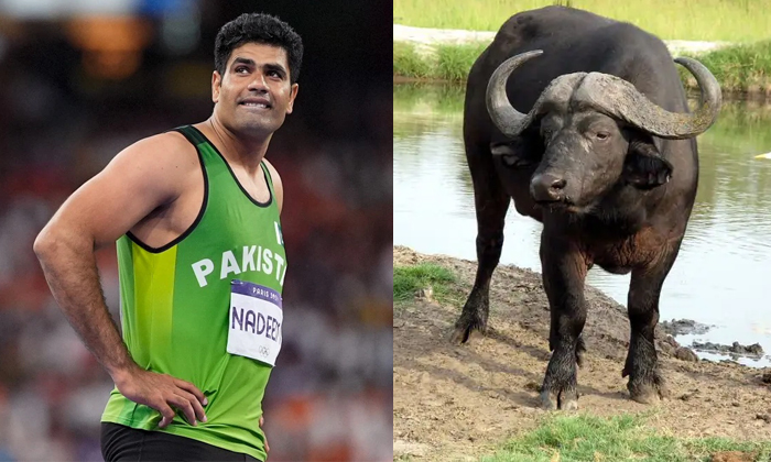  Pakistan Javelin Thrower Nadeem Father-in-law Gifted Him A Buffalo Details, Arsh-TeluguStop.com