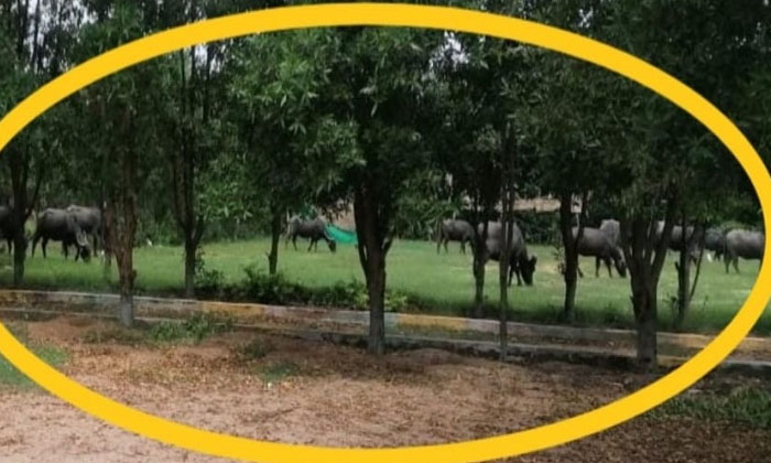  Buffaloes In Palleprakruthi Vanam At Yellareddypet, Palleprakruthi Vanam, Yella-TeluguStop.com