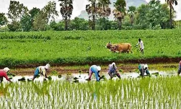  Clarity Today On Pending Loan Waiver, Rythu Runa Mafi , Pending Loan Waiver , A-TeluguStop.com