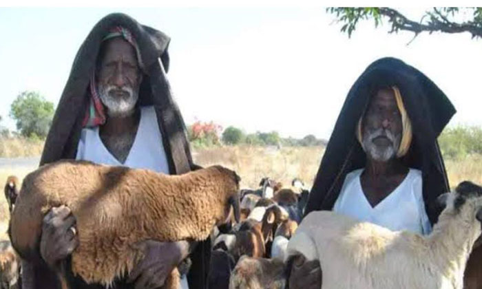  Problems On The Implementation Of The Sheep Distribution Scheme , Telangana,-TeluguStop.com