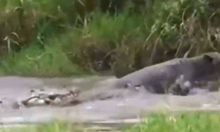  Video Check Out What Happened In The End Of Jaguar's Fierce Fight With Alligator-TeluguStop.com