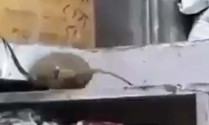  Will You Be Surprised To See A Video Of Dishyum Dishyum Like In Rat Vs. Rat, Vir-TeluguStop.com