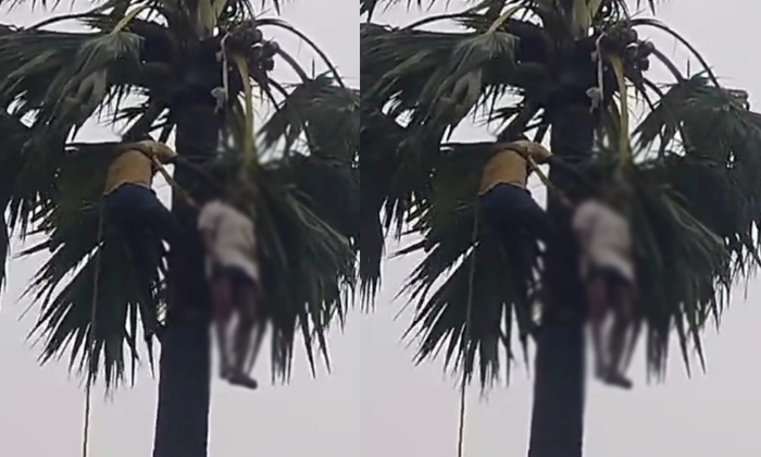  Man Hanged On A Palm Tree In Munagala Mandal, Suicide , Palm Tree ,munagala Mand-TeluguStop.com