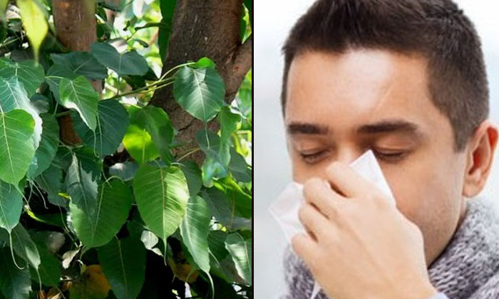  Wonderful Health Benefits Of Peepal Leaves! Peepal Leaves, Peepal Leaves Health-TeluguStop.com