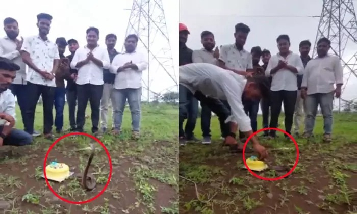  Snake Cake Cutting On Nagula Panchami Video Viral Details, Viral , Viral Video,-TeluguStop.com