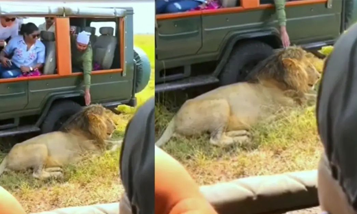  Tourist Touches Lion In Jungle Safari See Lions Reaction Video Viral Details, Vi-TeluguStop.com