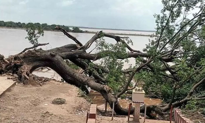  The End Of 150 Year Old Movie Shooting Tree , Bhakta Prahlada ,kumaradevam Tree-TeluguStop.com