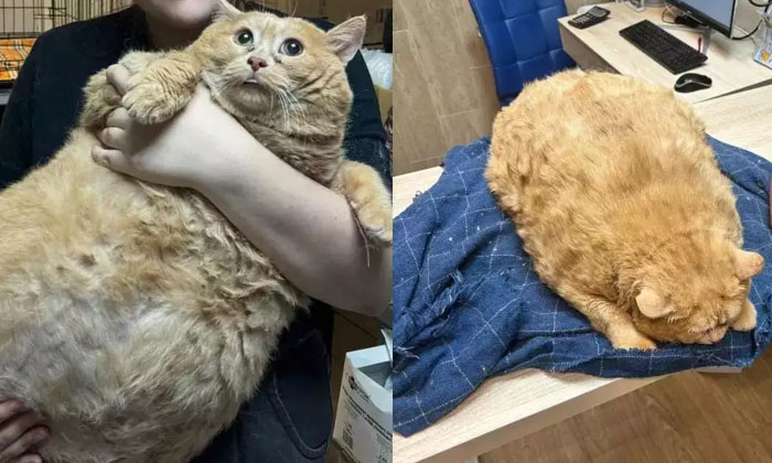  Russian Cat Suffering From Obesity.. If You Know What To Do To Lose Weight., Kro-TeluguStop.com