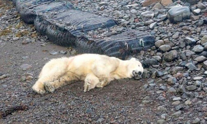  Iceland: Rare Polar Bear Seen After 8 Years But , Polar Bear, Iceland, Nri News,-TeluguStop.com