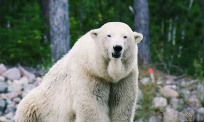 Telugu Greenland, Iceland, Nri, Polar Bear, Rare, Threat-Telugu NRI