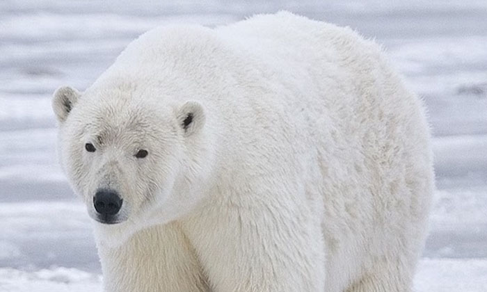 Telugu Greenland, Iceland, Nri, Polar Bear, Rare, Threat-Telugu NRI