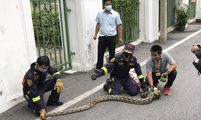 Telugu Arom Arunroj, Kitchen, Snake, Python Attack, Rescue, Python, Snake Bite,