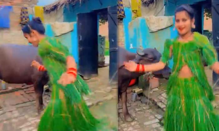  The Girl Who Danced Wearing A Dress Made Of Grass Did Not Give A Twist To The Us-TeluguStop.com