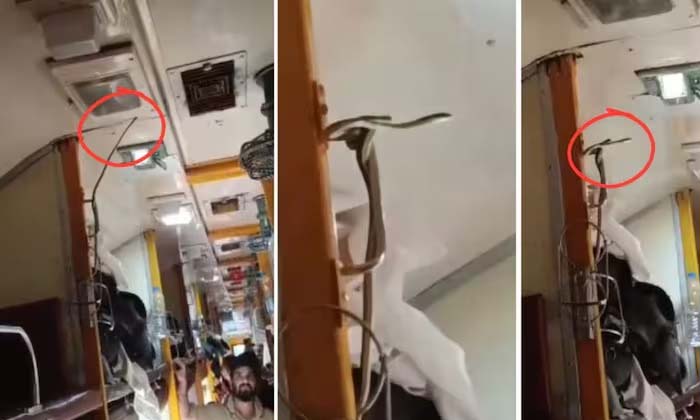  Video Viral Venomous Snake In Ac Coach, Viral Video, Social Media, Snake Video,-TeluguStop.com