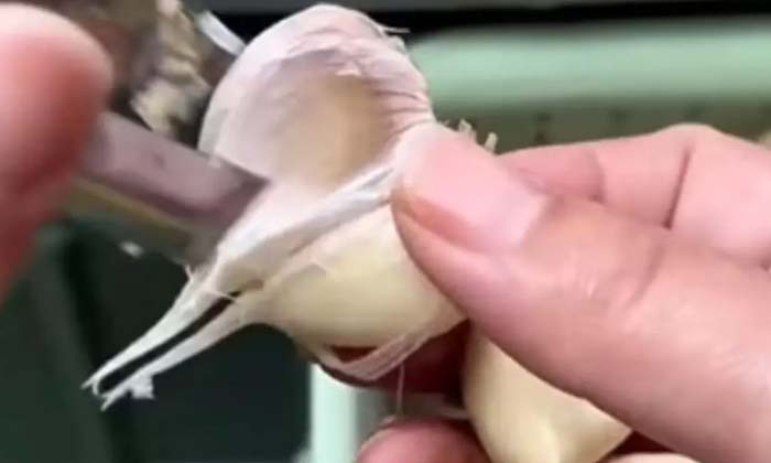  Viral Video Simple Trick To Peel Garlic, Garlic, Kitchen Hacks, Garlic Peeling T-TeluguStop.com