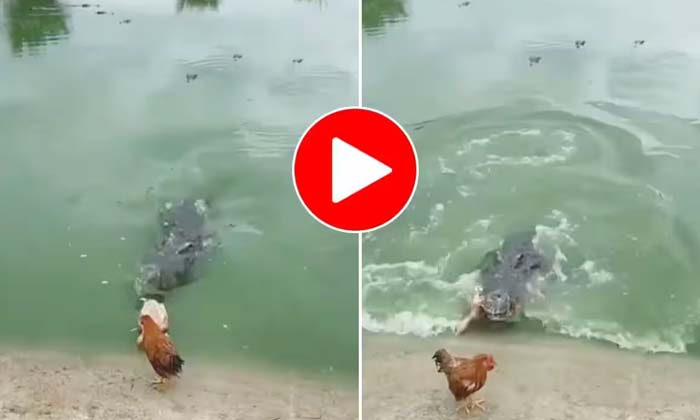  Who Won The Crocodiles That Chased The Viral Chicken, Crocodile, Chasing, Chic-TeluguStop.com