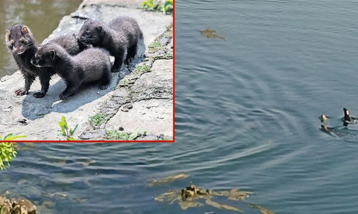  Rare Animals Seen At Nagarjuna Sagar, Otters Spotted, Are Buzzing ,nagarjuna Sa-TeluguStop.com