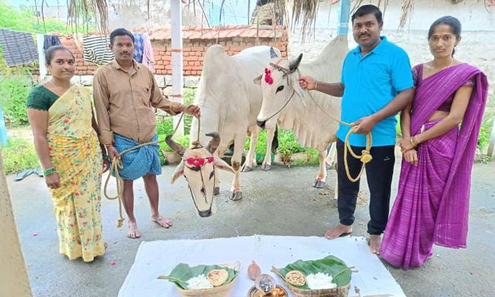  The New Moon Of The Fields, Telangana, Rajanna Sircilla, Sambashiva, Vemulawada-TeluguStop.com