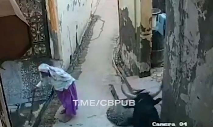  This Is What Happened, The Old Lady Was Lifted By The Bull, Bull Attacking ,old-TeluguStop.com