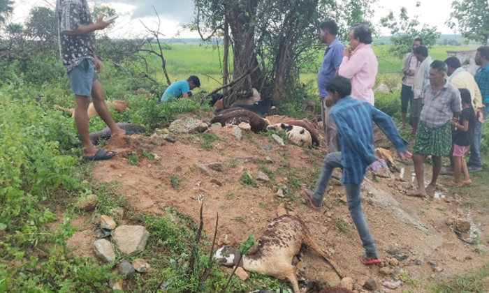  39 Sheep Died Due To Lightning In Bodal Dinne Village, 39 Sheep Died , Lightning-TeluguStop.com