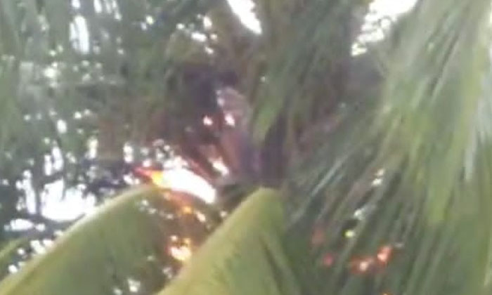  A Lightning Struck A Coconut Tree At Home In Avantipuram , Avantipuram , Two Coc-TeluguStop.com