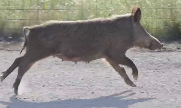  A Wild Boar Attack On An Old Man The Shocking Video Has Gone Viral, Viral Video,-TeluguStop.com