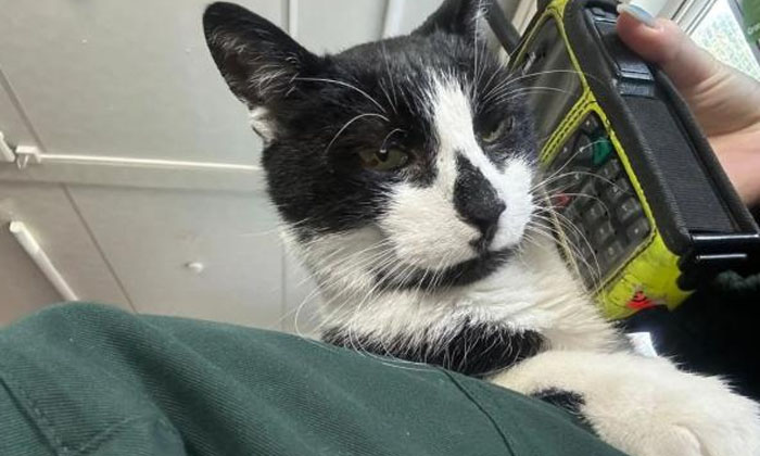  For 16 Years, The Ambulance Station Has Been The Home Of This Cat, Defib, Londo-TeluguStop.com