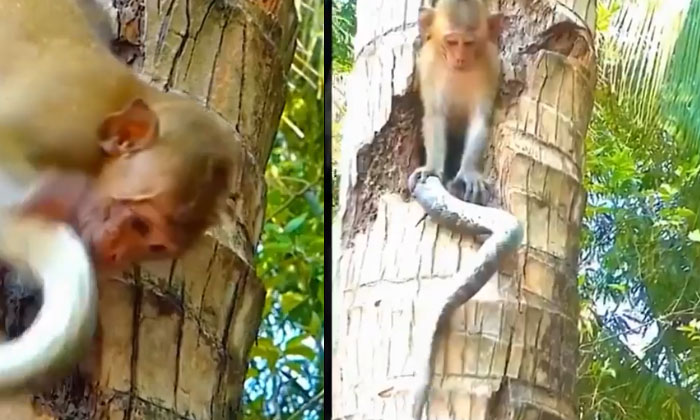  Monkey And Snake Fight Viral On Social Media, Animal Fight ,each Other, Jungle,-TeluguStop.com