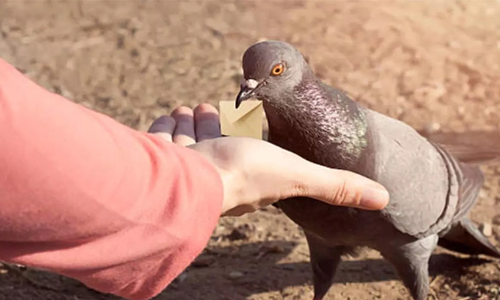  Bengaluru Burglar Arrested For Using Pigeons As Cover In 50 House Break-ins Vira-TeluguStop.com