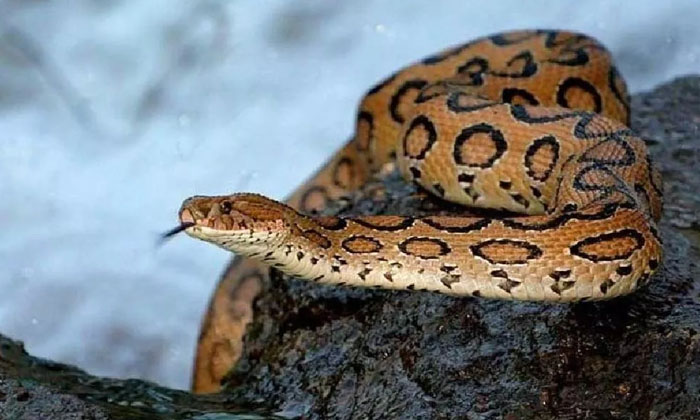 Telugu Snake, Bhagalpur, Bihar, Bitten, Hood, Prakash-Latest News - Telugu