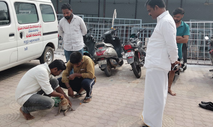  Eo K. Vinod Reddy Treated The Monkey In The Rajanna Temple Premises, Eo K Vinod-TeluguStop.com