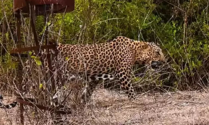  Ex-soldier Fights Leopard Viral On Social Media, Leopard Attack, Ex-soldier, Bij-TeluguStop.com