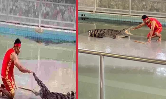  He Put His Head In The Crocodile's Mouth At Once, Viral Video, Social Media, Cro-TeluguStop.com