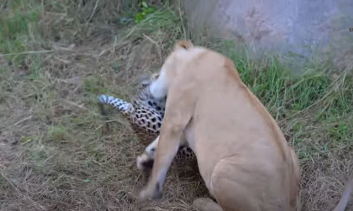  Video: Leopard Confronts Lion To Save Cubs In The End , Leopard ,mom ,sacrifices-TeluguStop.com