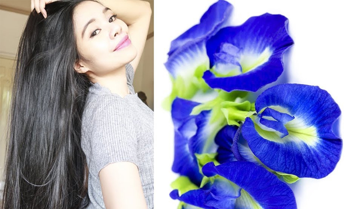  How To Use Butterfly Pea Flowers For Hair Details, Butterfly Pea Flowers, Butte-TeluguStop.com