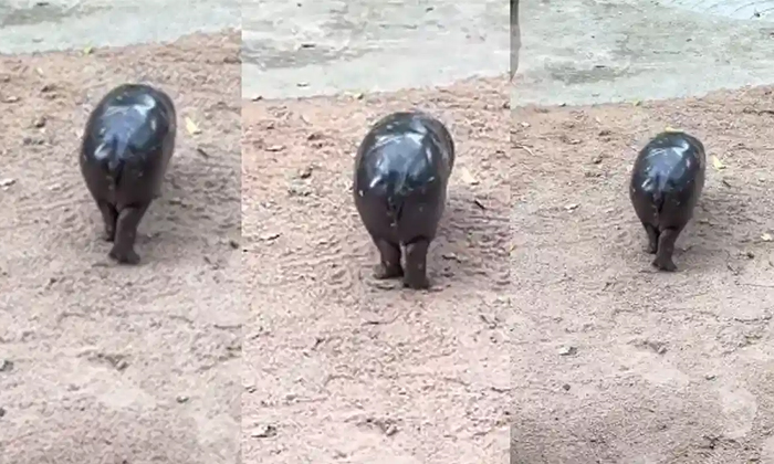  Moo Deng Hippo Charms Internet With Her Moonwalk Video Viral Details, Moo Deng,-TeluguStop.com