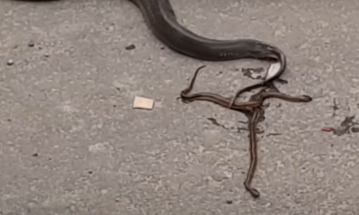 Telugu Road, Snake, Snake Science-Latest News - Telugu