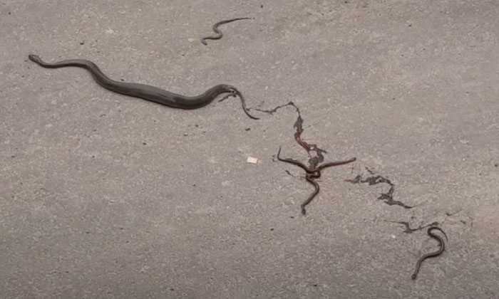 Telugu Road, Snake, Snake Science-Latest News - Telugu