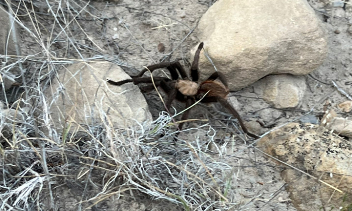 Telugu Arachnophobia, Colorado, La Junta, Lajunta, Season, Nature, Spider, Spide