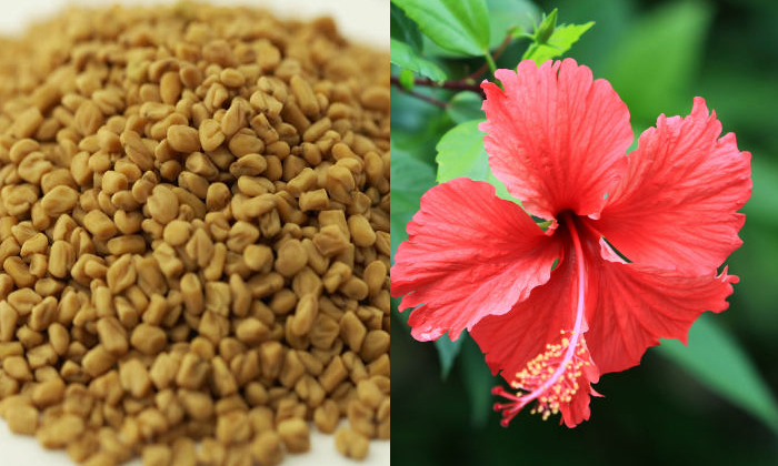 Telugu Coconut Oil, Fenugreek Seeds, Care, Care Tips, Fall, Healthy, Hibiscus, L