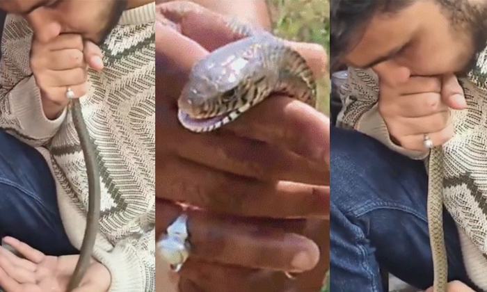  Vadodara Man Rescues Snake With Cpr Viral Video Details, Vadodara Youth ,snake R-TeluguStop.com