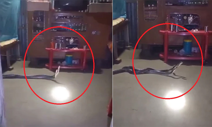  Venomous Snakes Wrapped Around Each Other Under Bed Video Viral Details, Snake,-TeluguStop.com