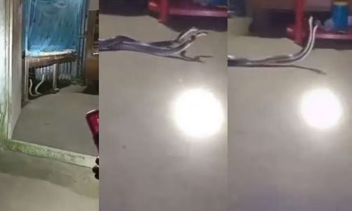 Telugu Latest, Romance, Snake, Bed, Wrapped-Latest News - Telugu